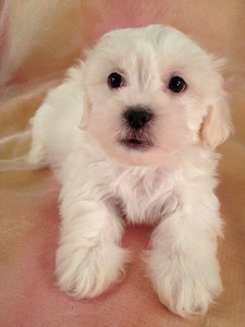 Male Lhasa Bichon #33 Ready for Christmas 2012|Easy pick up for Minnesota, Wisconsin, and Illinois